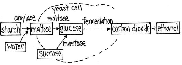 bread-chemistry